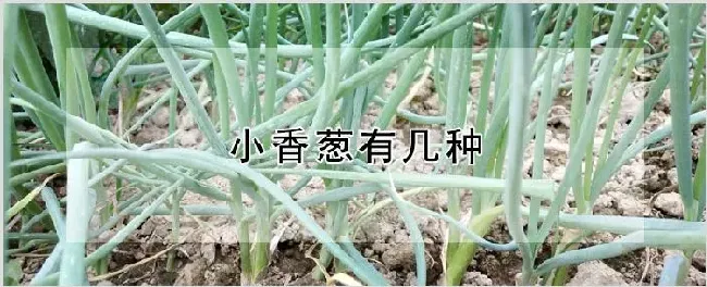 小香葱有几种 | 农业科普