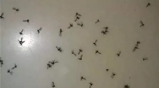 养殖科普|家里小飞虫怎么消灭小窍门（屋里很多小飞虫应该怎么处理）