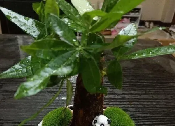 养殖科普|发财树能淋雨吗 下雨天发财树能拿出去淋雨吗