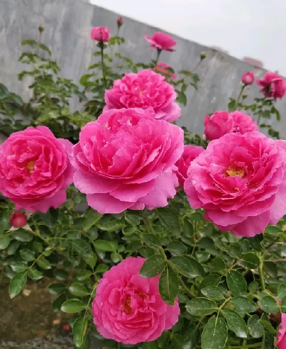 植物百科|牡丹月季优缺点（灌木伊芙伯爵耐热抗病好养的特点）
