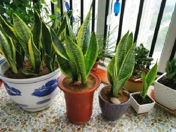 植物施肥|虎皮兰用什么肥料最好