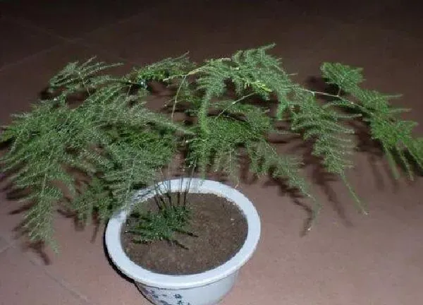 植物浇水|文竹夏天多久浇一次水