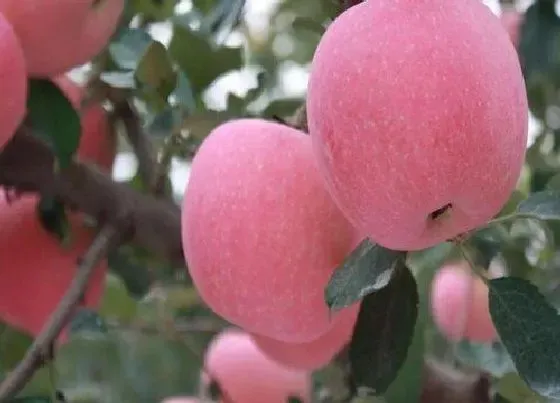 果实科普|吉县苹果的特点介绍及图片 吉县苹果是什么品种