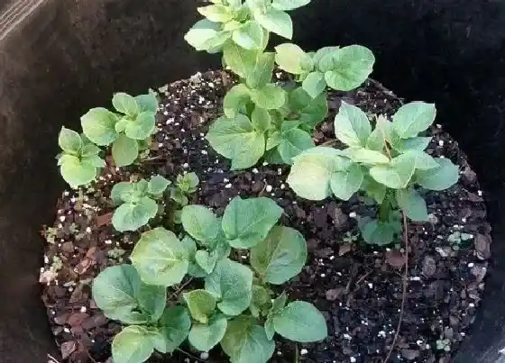植物寓意|土豆开花预示着什么意思