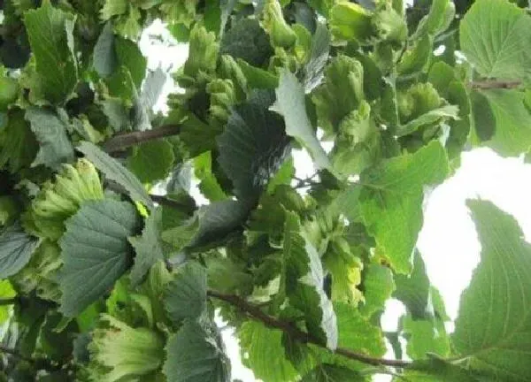 植物浇水|多肉玉坠怎么浇水方法
