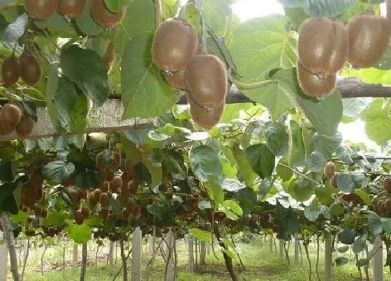 种植管理|猕猴桃树什么时候栽最好 栽植最佳时间