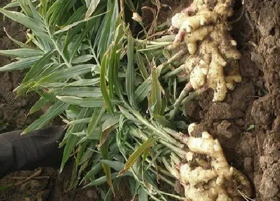 植物病害|生姜花叶病症状及防治方法