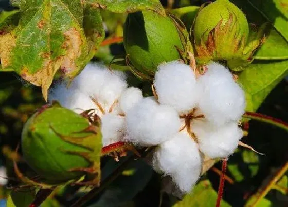 植物百科|棉是什么植物