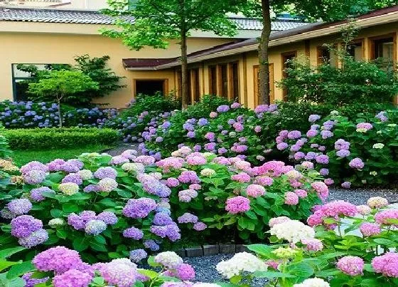 花语|什么花的花语是黑夜中的光明