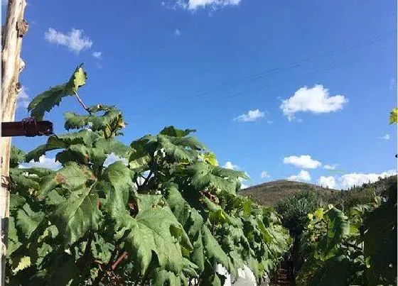 种植管理|葡萄种植间距是多少