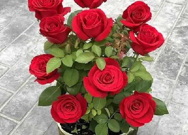 养殖科普|玫瑰花与月季花哪种好养活（月季花玫瑰花养殖方法的区别）