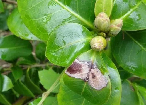 植物病害|山茶花炭疽病发病原因及治疗方法