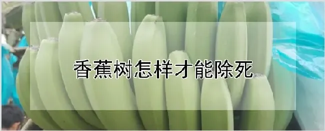 香蕉树怎样才能除死 | 养殖技术