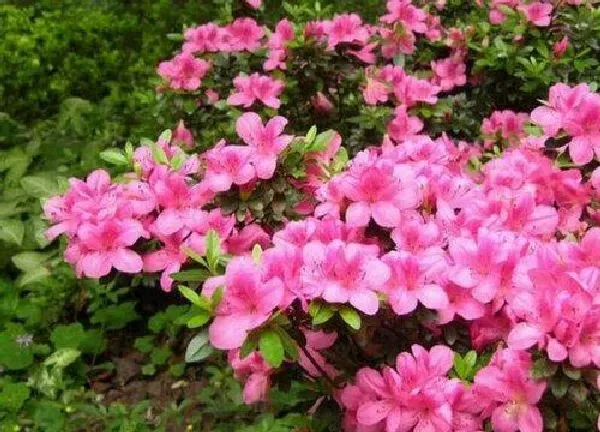 养殖科普|杜鹃花好养吗 养护方法与注意事项