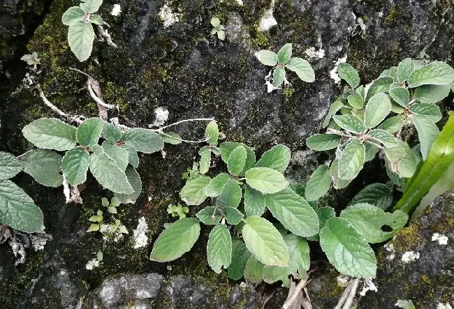 植物百科|软肝草和铁甲草的区别