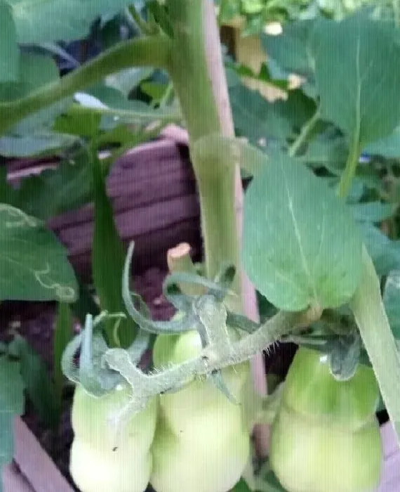 植物虫害|不喷农药青菜怎么防虫（青菜用什么土办法防虫杀虫）