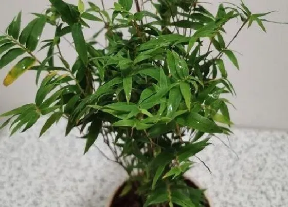 冬天植物|米竹冬天会冻死吗