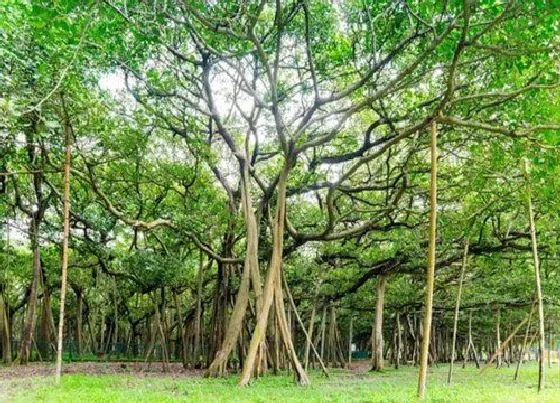 风水百科|榕树在门口风水十大禁忌（大门前种榕树影响风水吗）