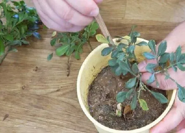 植物生根|米兰花扦插多久生根