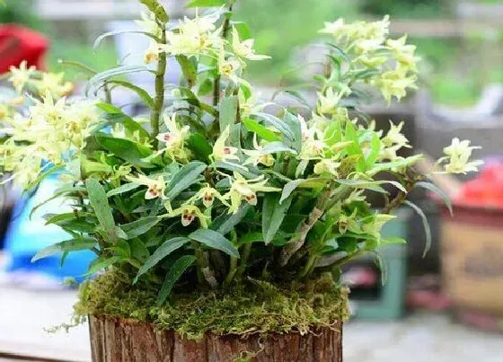 植物排行|石斛品种排名