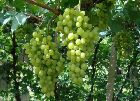 种植管理|葡萄种植间距是多少