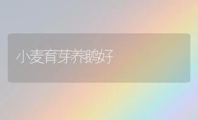 小麦育芽养鹅好 | 粮油作物种植