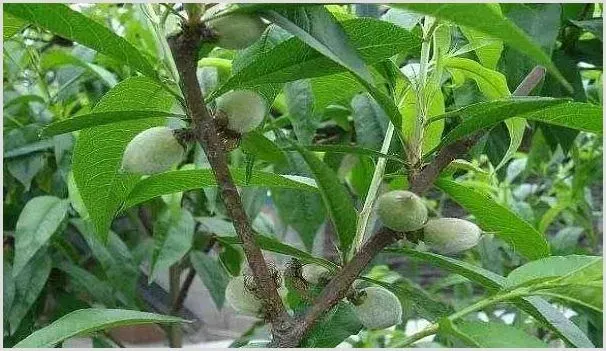 桃果园金龟子的危害症状和防治方法 | 农业技术