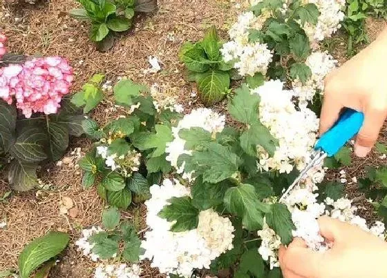 植物修剪|木绣球怎么修剪方法