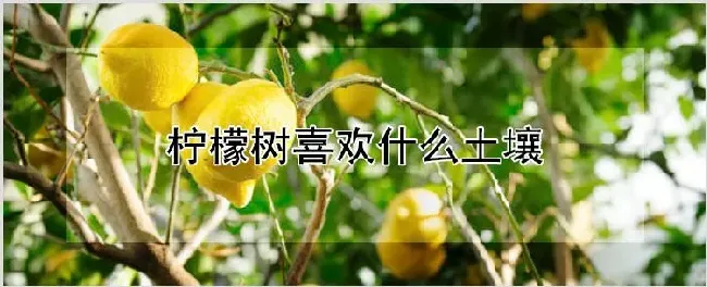 柠檬树喜欢什么土壤 | 耕种资料