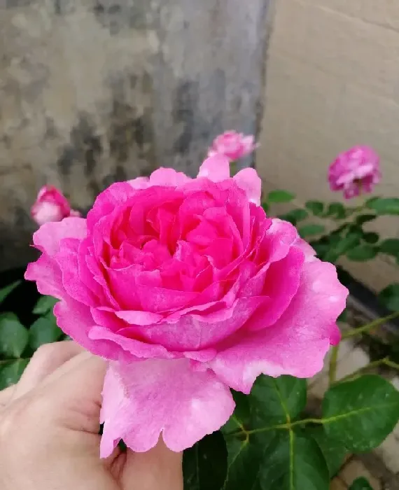 植物百科|牡丹月季优缺点（灌木伊芙伯爵耐热抗病好养的特点）