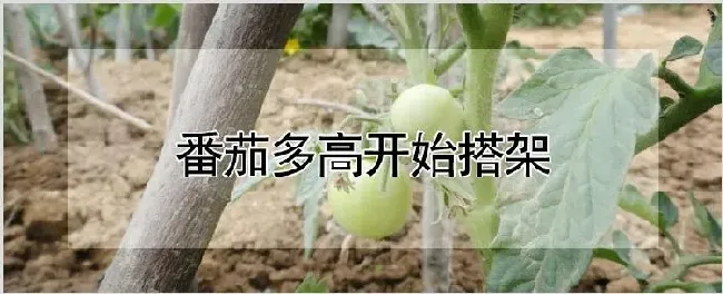 番茄多高开始搭架 | 种植资料