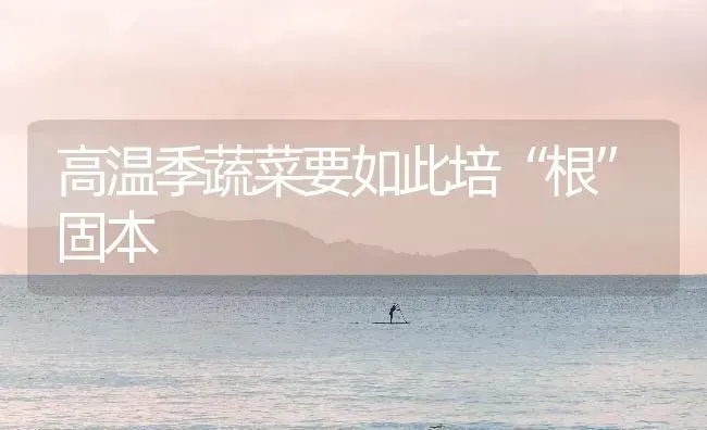 高温季蔬菜要如此培“根”固本 | 蔬菜种植
