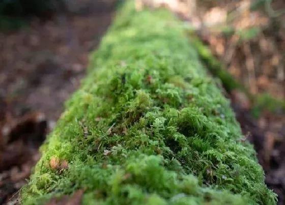 植物百科|苔藓属于什么植物类型