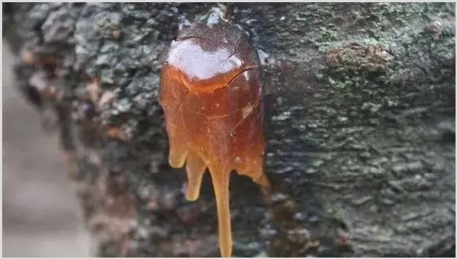 花椒常见病虫害防治措施 | 种植技术