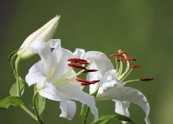 养殖科普|百合花好养活吗