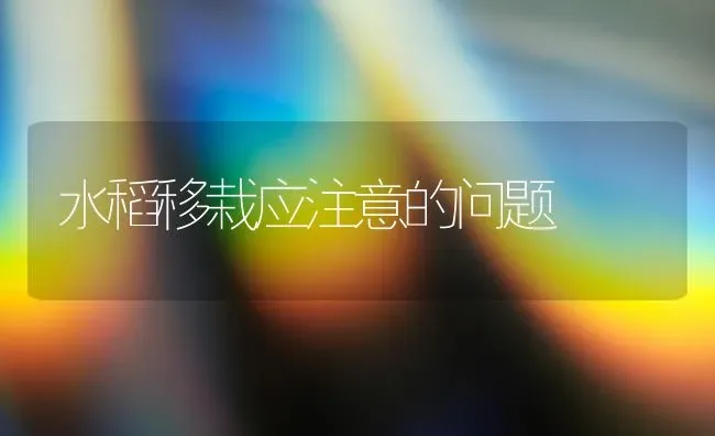 水稻移栽应注意的问题 | 粮油作物种植