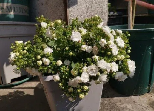 养殖科普|风铃花能养多久