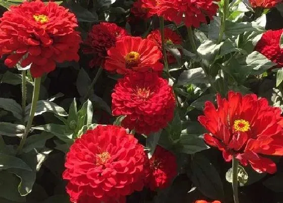 开花时间|百日草什么时候开花 一年四季开花吗