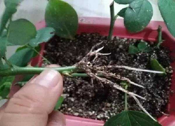 植物扦插|绿萝扦插快速生根方法（绿萝扦插的方法与护理技巧）