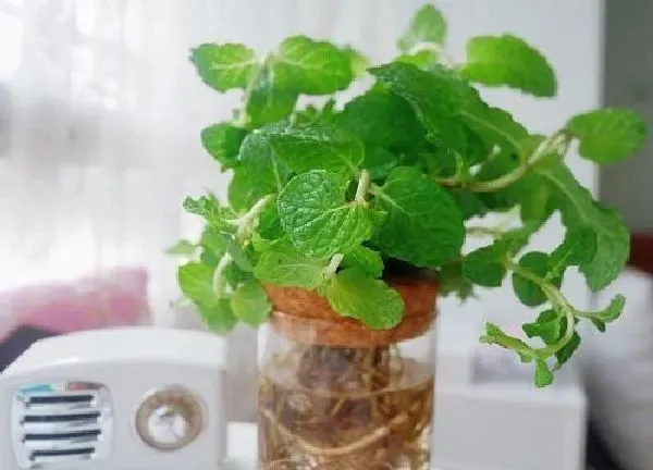养殖科普|薄荷喜阳还是喜阴 喜欢太阳还是喜欢阴的植物