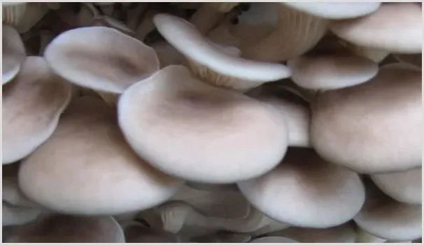 食用菌夏季栽培8个要点分享 | 耕种资料