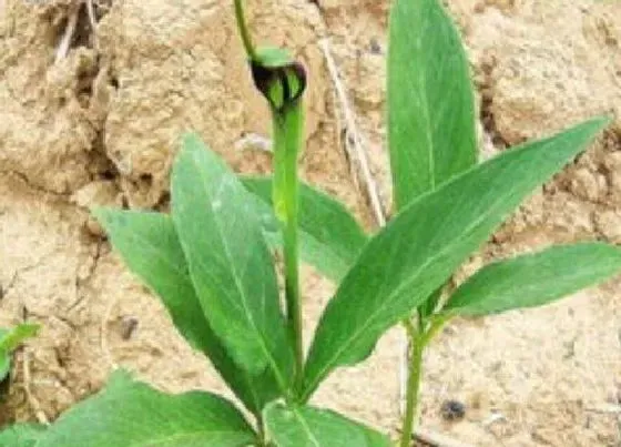 植物虫害|半夏病虫害防治方法与技术措施