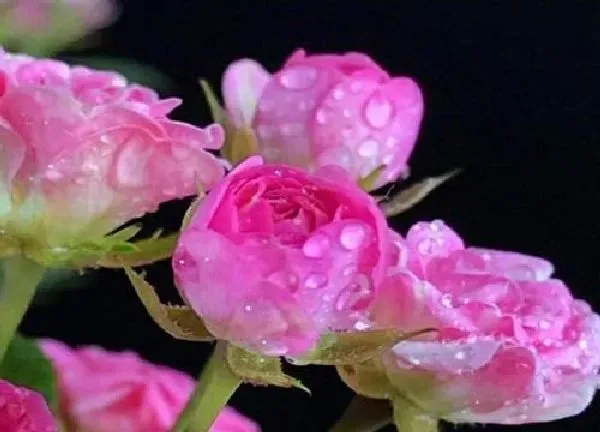 植物浇水|姬月季多久浇一次水