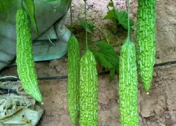 植物浇水|苦瓜浇水的正确方法