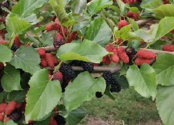 种植管理|桑葚几年结果实