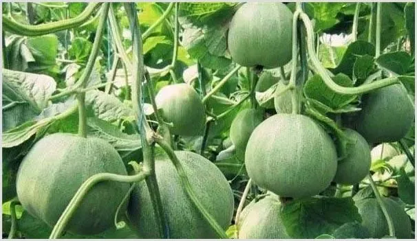 打算七月种植香瓜的朋友，这六大要点需牢记！ | 耕种资料
