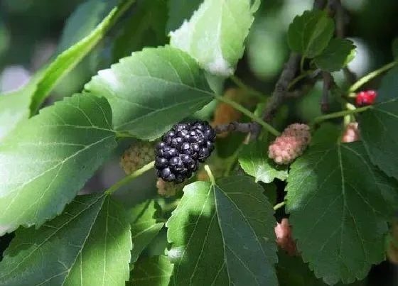 种植管理|桑葚几年结果实