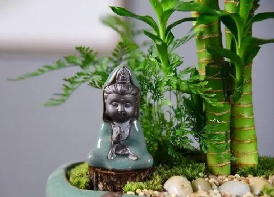 植物修剪|节节高叶子怎么修剪方法