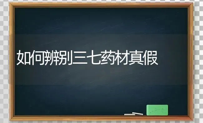 如何辨别三七药材真假 | 药材种植