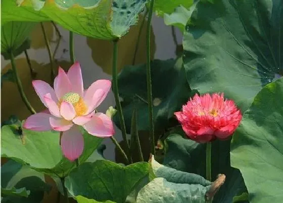 花语|什么花代表虚心